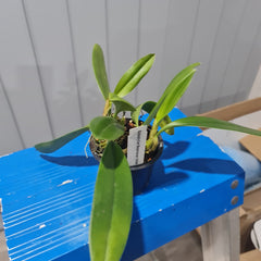 Bulbophyllum mastersianum (Yellow)