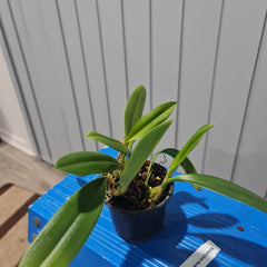 Bulbophyllum mastersianum (Yellow)