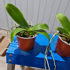 Phalaenopsis marriottiana (Species)