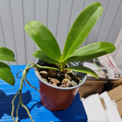 Phalaenopsis marriottiana (Species)
