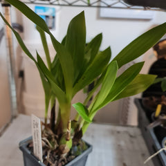 Zygo. Queen of Adelaide 'Lady Bird' x Zygo. Freestyle Meadows 'Tiya'