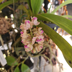 FLOWERING/ IN SPIKE RHYNCHOSTYLIS PLY (FOXTAIL ORCHID)
