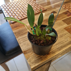 Dendrobium Cosmic Gold (Avril's Gold Pumpkin Pie X Spec. Yellow)