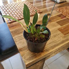 Dendrobium Cosmic Gold (Avril's Gold Pumpkin Pie X Spec. Yellow)