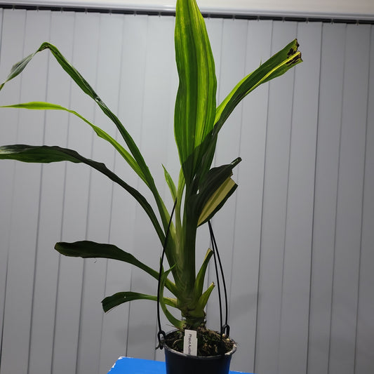 Variegated Phaius Australis Species