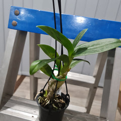 Dendrobium Hiroshi Blue