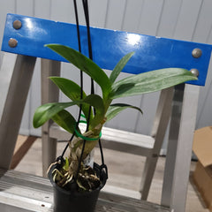 Dendrobium Hiroshi Blue