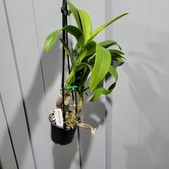 Dendrobium OT286 (Flowering Size Hybrid)