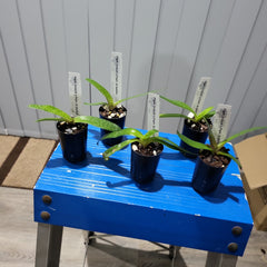 Paph. niveum x Paph. St Swithin