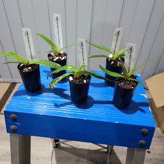 Paph. niveum x Paph. St Swithin