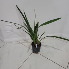 Cymbidium Aussie Midnight