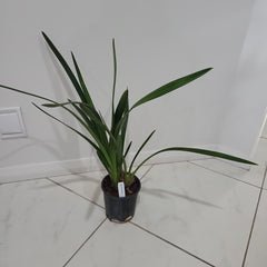 Cymbidium Aussie Midnight