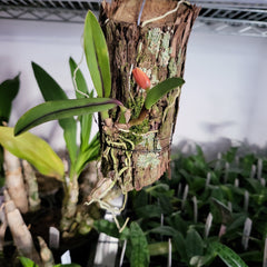 (IN BUDS NOW) Sophronitis Coccinea Royal Raindrops '4n'