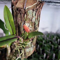 (IN BUDS NOW) Sophronitis Coccinea Royal Raindrops '4n'