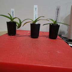 Paph godefroyae 'Red' x Paph rothschildianum 'Red King' (RARE HARD TO FIND)