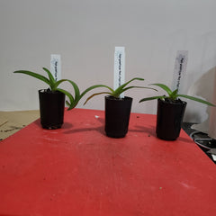 Paph godefroyae 'Red' x Paph rothschildianum 'Red King' (RARE HARD TO FIND)