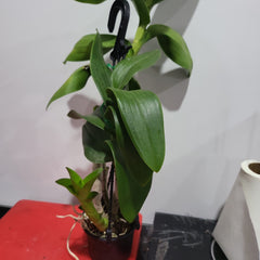 Dendrobium Golden Brown (Mericlone)