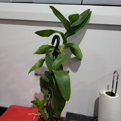 Dendrobium Golden Brown (Mericlone)