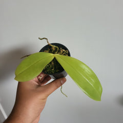 Fragrant Species Phalenopsis Bellina(Flowering Size)