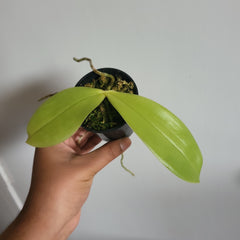 Fragrant Species Phalenopsis Bellina(Flowering Size)