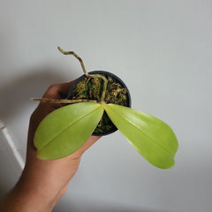 Fragrant Species Phalenopsis Bellina(Flowering Size)