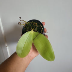 Fragrant Species Phalenopsis Bellina(Flowering Size)