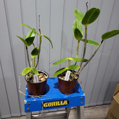 C. Caudebec Candy Burgundy (Spotted Cattleya Orchid)