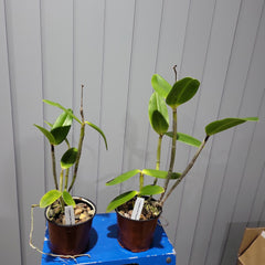 C. Caudebec Candy Burgundy (Spotted Cattleya Orchid)