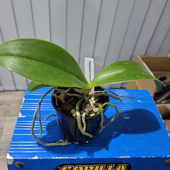 Phalaenopsis cornu-cervi x doweryensis (Primary Hybrid)