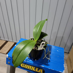 Phalaenopsis cornu-cervi x doweryensis (Primary Hybrid)