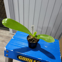 Phalaenopsis lueddemanniana (Species)