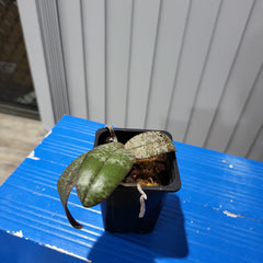 Phal. celebensis (VERY RARE MOTTLED LEAVED)