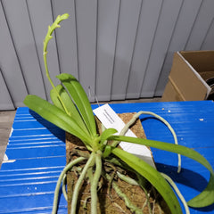 Phalaenopsis cornu-cervi (Mounted Species)
