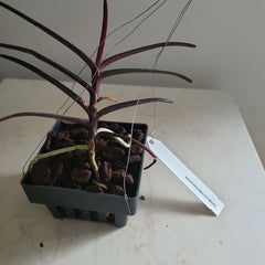 IN SPIKE NOW  Vanda christensoniana (SPECIES FROM Vietnam)