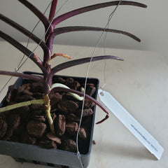 IN SPIKE NOW  Vanda christensoniana (SPECIES FROM Vietnam)