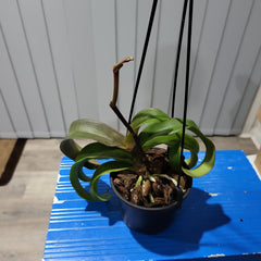 IN SPIKE! Vandaenopsis Jiaho's Orange (RARE Hybrid)