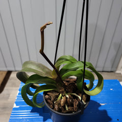 IN SPIKE! Vandaenopsis Jiaho's Orange (RARE Hybrid)