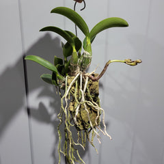 IN BUDS NOW! Cattleya Nobilior Var. Amaliae 'HIF' X Perfection (RARE)