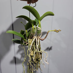 IN BUDS NOW! Cattleya Nobilior Var. Amaliae 'HIF' X Perfection (RARE)