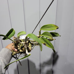 Cattleya walkeriana var. semi-alba 'Tokyo No.1' (VERY RARE SPECIES)