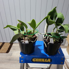 Cattleya Schilleriana 'Afri' x Cattleya. Aclandiae 'Kathleen III' AM