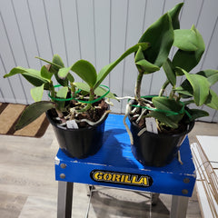 Cattleya Schilleriana 'Afri' x Cattleya. Aclandiae 'Kathleen III' AM