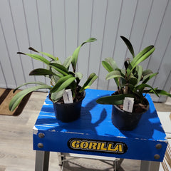 Cattleya luteola x Cattleya Beaufort (Beautiful Hybrid)