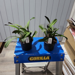 Cattleya luteola x Cattleya Beaufort (Beautiful Hybrid)