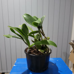 Cattleya landate 'SVO' X Cattleya Comets Tail 'SVO' (Spotty Beauty)