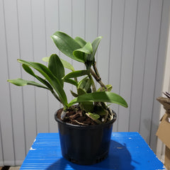 Cattleya landate 'SVO' X Cattleya Comets Tail 'SVO' (Spotty Beauty)