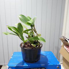 Cattleya landate 'SVO' X Cattleya Comets Tail 'SVO' (Spotty Beauty)