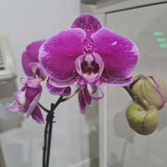 PACK OF 2 FLOWERING PHALAENOPSIS (SPECIAL)