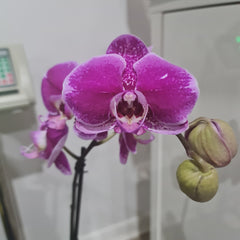 PACK OF 2 FLOWERING PHALAENOPSIS (SPECIAL)