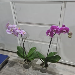 PACK OF 2 FLOWERING PHALAENOPSIS (SPECIAL)